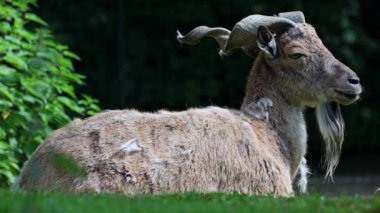 Türkmen markhor, Capra Falconeri heptneri. Bu türün adı boynuz şeklinden geliyor, tirbuşon ya da vida gibi kıvrılıyor. Markhor Pakistan 'ın sembollerinden biri.