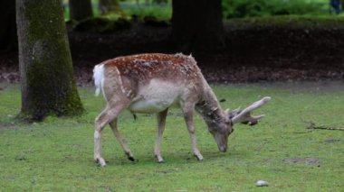Fallow deer, Dama mezopotamya, Cervidae familyasından bir memeli türü..
