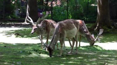 Fallow deer, Dama mezopotamya, Cervidae familyasından bir memeli türü..