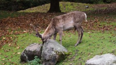 Fallow deer, Dama mezopotamya, Cervidae familyasından bir memeli türü..