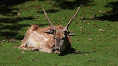 Fallow deer, Dama mezopotamya, Cervidae familyasından bir memeli türü..