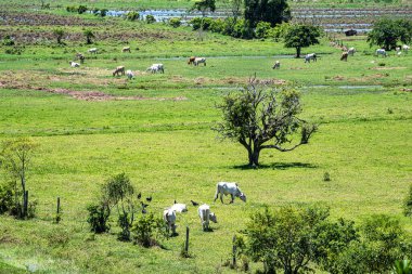 Brezilya 'da Santa Catarina, Canelinha' da bir çayırda ineklerle güzel manzara