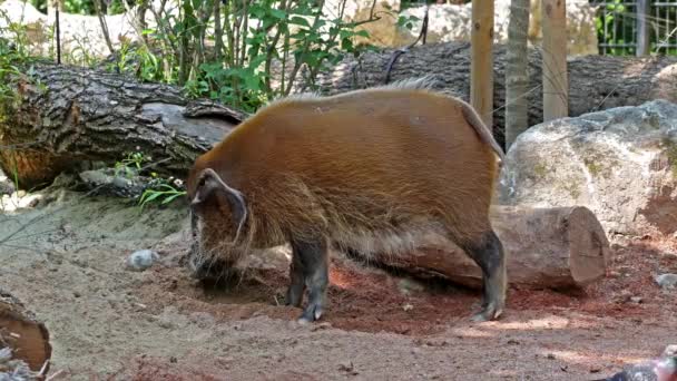 Красная Речная Свинья Potamochoerus Porcus Известная Кустарниковая Свинья Этой Свиньи — стоковое видео