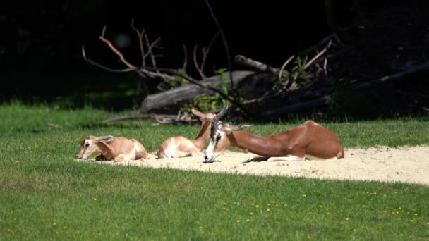 Dama Gazelle Gazella Dama Mhorr Atau Mhorr Gazelle Adalah Spesies — Stok Video