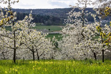 Franconian İsviçre 'de Pretzfeld, Almanya' da tepelerde kiraz çiçeği. Meyve konyağı ve meyve suyu için ünlü bir bölge. Batı Avrupa 'nın kiraz ağaçları için en büyük tarım alanlarından biri..