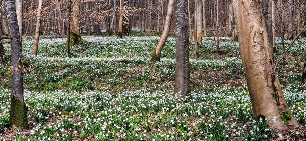 stock image Snowflake Forest. Lovely white and wild Snowflake Leucojum vernum Flowers in early march in a german forest at Genderkingen, Bavaria, Germany