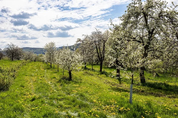 stock image Cherry blossom on the hills at Pretzfeld, Germany in Franconian Switzerland. A famous region for fruit brandy and fruit juice. One of the biggest cultivation areas in western europe for cherry trees.