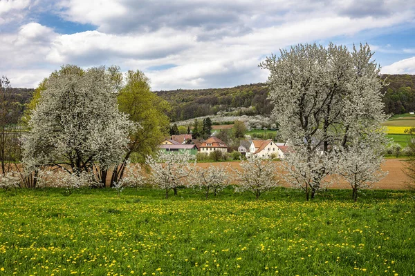 位于瑞士弗伦科尼亚的德国弗里茨菲尔德 樱花盛开在山丘上 一个著名的地区的水果白兰地和果汁 西欧地区最大的樱桃树种植区之一 — 图库照片