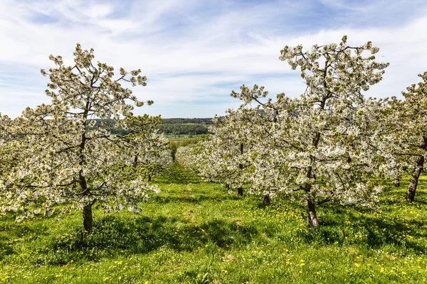 Cherry blossom on the hills at Kirchehrenbach, Germany in Franconian Switzerland. A famous region for fruit brandy and fruit juice. One of the biggest cultivation areas in western europe for cherry trees