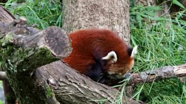 Kırmızı panda, Ailurus fulgens, daha küçük panda ve ağaçta oturan kırmızı kedi ayı olarak da bilinir..