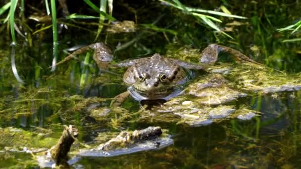 常见的青蛙 Rana Temporaria 单头爬行动物在水中的叫声 也被称为欧洲常见的青蛙或欧洲的草蛙 是一种半水栖两栖类动物 — 图库视频影像