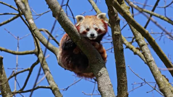 Kırmızı Panda Ailurus Fulgens Daha Küçük Panda Ağaçta Oturan Kırmızı — Stok video