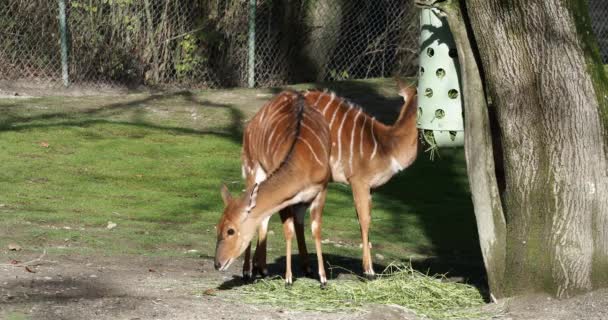 Nyala Tragelaphus Angasii Een Spiraalvormige Antilope Uit Zuidelijk Afrika Nyala — Stockvideo