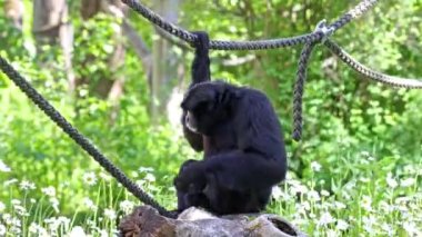 Siamang (