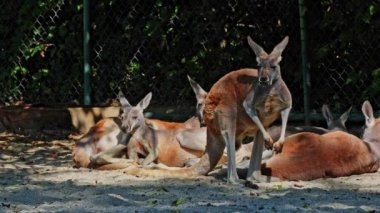 Kırmızı kanguru, Macropus Rufus tüm kanguruların en büyüğü, Avustralya 'ya özgü en büyük karasal memeli ve mevcut en büyük keseli hayvandır..