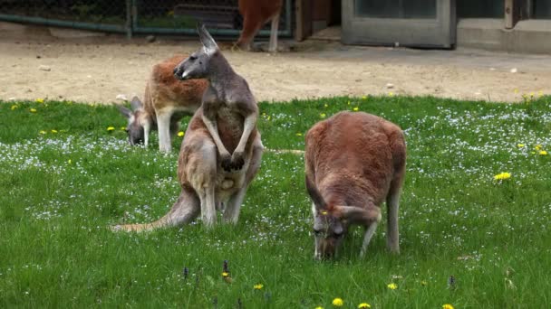 Red Kangaroo Macropus Rufus Largest All Kangaroos Largest Terrestrial Mammal — Stock Video