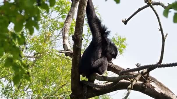Siamang Symphalangus Syndactylus Een Gibbon Die Voorkomt Bossen Van Maleisië — Stockvideo