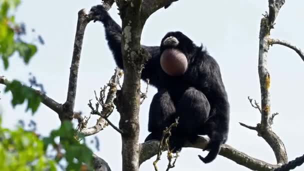 Syamang Symphalangus Syndactylus Jest Arborealnym Czarnym Gibbonem Pochodzącym Lasów Malezji — Wideo stockowe