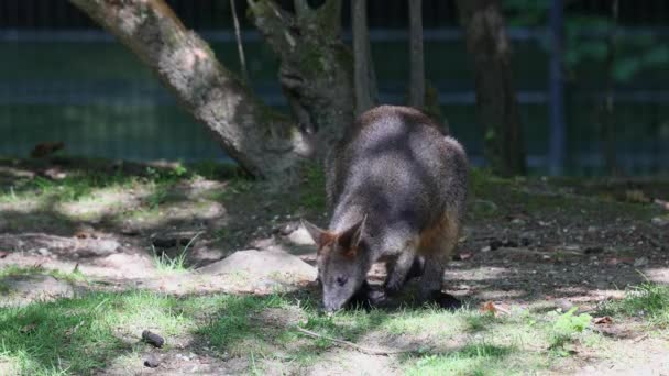 Bagno Wallaby Dwukolorowy Wallabia Jest Jednym Mniejszych Kangurów Ściana Jest — Wideo stockowe