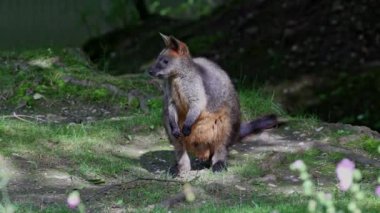 Wallaby bataklığı, Wallabia bicolor, küçük kangurulardan biridir. Bu valabi aynı zamanda siyah valabi olarak da bilinir.