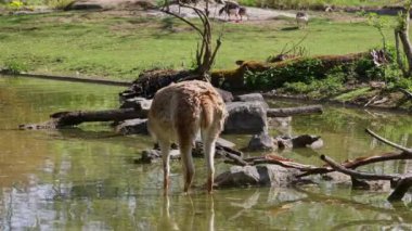 Vicunas, Vicugna Vicugna, And Dağları 'nın yüksek dağlık bölgelerinde yaşayan lama' nın akrabaları.