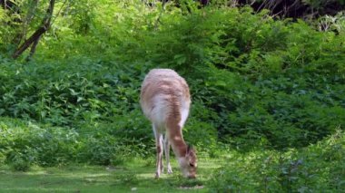 Vicunas, Vicugna Vicugna, And Dağları 'nın yüksek dağlık bölgelerinde yaşayan lama' nın akrabaları.