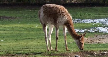 Vicunas, Vicugna Vicugna, And Dağları 'nın yüksek dağlık bölgelerinde yaşayan lama' nın akrabaları.
