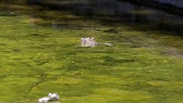 Žabák Obecný Rana Temporaria Jeden Plaz Chrchlající Vodě Také Známý — Stock video