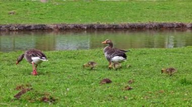 Küçük bebekleri olan gri lag kazları ailesi. Gri-lag kaz, Anser anser, Anatidae familyasından bir kaz türü.