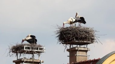 Beyaz leylek, ağustos böceği, Avrupa 'da Oettingen, Swabia, Bavyera, Almanya' da yuvada küçük bebekler. Ciconia ciconia leylek familyasından bir kuş türü. Tüyleri çoğunlukla beyazdır.