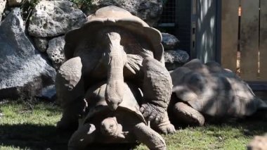 Seyşeller Adası 'ndaki Praslin adasının başarılı bir vahşi kaplumbağa koruma programına ev sahipliği yapan Curieuse Adası' ndaki Aldabra dev kaplumbağa (Aldabrachelys gigantea) çiftleşme davranışı