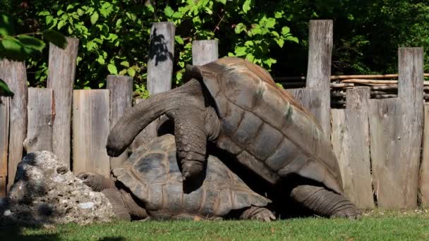 Comportamento Accoppiamento Della Tartaruga Gigante Dell Aldabra Aldabrachelys Gigantea Sull — Video Stock