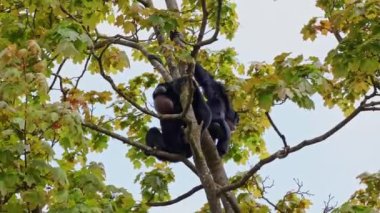 Siyah kafalı örümcek maymun, Ateles fusciceps bir örümcek maymun türüdür, yeni dünya maymun türü, orta ve Güney Amerika 'dan.
