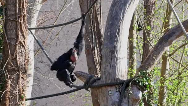 Černohlavá Opice Ateles Fusciceps Druh Pavoučí Opice Typ Opice New — Stock video