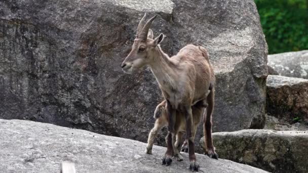 Νεαρό Μωρό Βουνό Ibex Μητέρα Του Ένα Βράχο Capra Ibex — Αρχείο Βίντεο