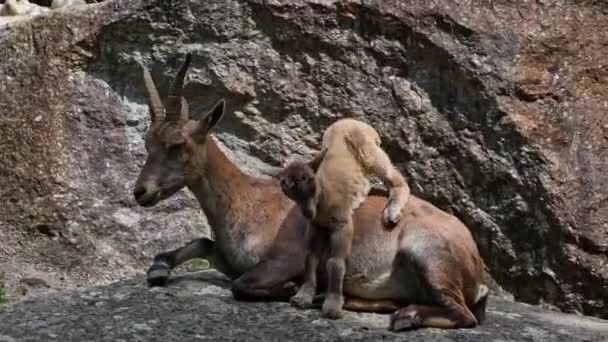 Νεαρό Μωρό Βουνό Ibex Μητέρα Του Ένα Βράχο Capra Ibex — Αρχείο Βίντεο