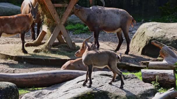Jovem Bebê Montanha Ibex Com Sua Mãe Uma Rocha Capra — Vídeo de Stock