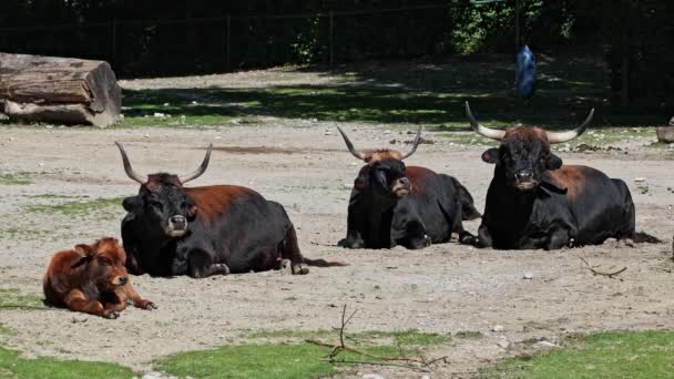 Родина Aurochs Heck Cattle Bos Primigenius Taurus Стверджувала Схожа Вимерлу — стокове відео