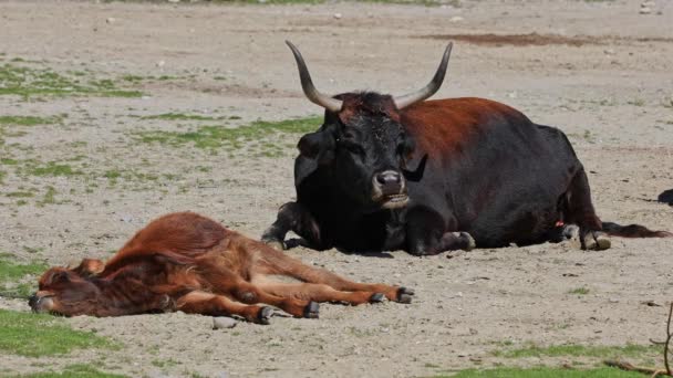 Family Aurochs Heck Cattle Bos Primigenius Taurus Claimed Resemble Extinct — Stock Video