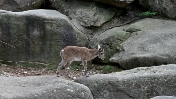 Jonge Baby Berg Steenbok Met Zijn Moeder Een Rots Capra — Stockvideo