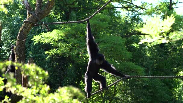 黒頭のクモザル アテレス フシケプスは 中南米から来た新世界猿の一種であるクモサルの一種です — ストック動画