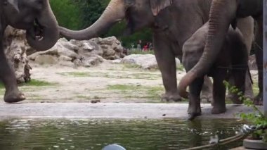 Küçük Asya ya da Asya fili Elephas maximus, Elephas cinsinin yaşayan tek türüdür ve Güneydoğu Asya 'da Hindistan ve Nepal' den doğuda Borneo 'ya kadar yayılır..