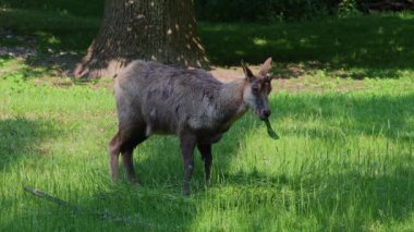 Apennine Chamois, Rupicapra pyrenaica ornata, İtalya 'daki Abruzzo-Lazio-Molise Ulusal Parkı ve İspanya' daki Pireneler 'de yaşamaktadır.