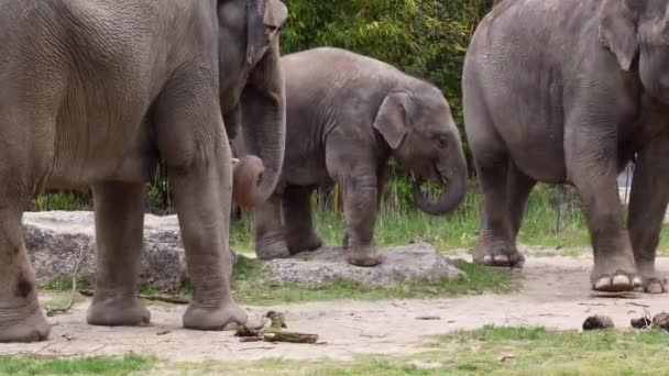 Μικρός Ασιατικός Ασιατικός Ελέφαντας Elephas Maximus Είναι Μόνο Ζωντανό Είδος — Αρχείο Βίντεο