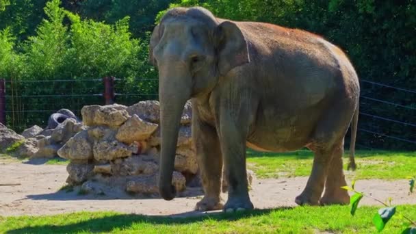 Μικρός Ασιατικός Ασιατικός Ελέφαντας Elephas Maximus Είναι Μόνο Ζωντανό Είδος — Αρχείο Βίντεο