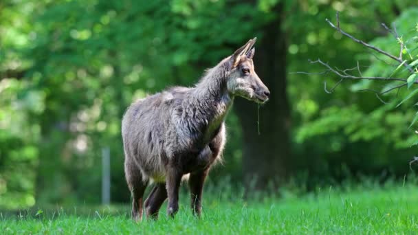 Apeninos Gamuza Rupicapra Pyrenaica Ornata Vive Parque Nacional Abruzos Lacio — Vídeos de Stock