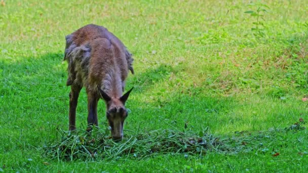 Chamois Des Apennins Rupicapra Pyrenaica Ornata Vit Dans Parc National — Video
