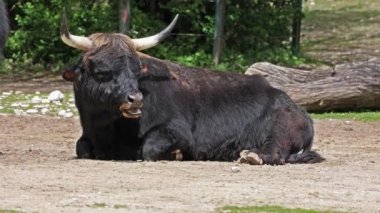 Bos Primigenius Taurus, soyu tükenmiş yaban öküzlerine benzediğini iddia etti. Evcil dağlık sığırlar