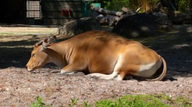 Banteng, Bos javanicus veya Red Bull. Vahşi bir sığır türüdür ama sığır ve bizondan farklı kilit özellikler vardır: hem erkek hem de dişilerde beyaz bir şerit..
