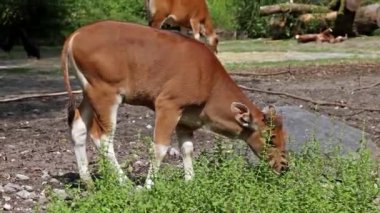 Banteng, Bos javanicus veya Red Bull. Vahşi bir sığır türüdür ama sığır ve bizondan farklı kilit özellikler vardır: hem erkek hem de dişilerde beyaz bir şerit..